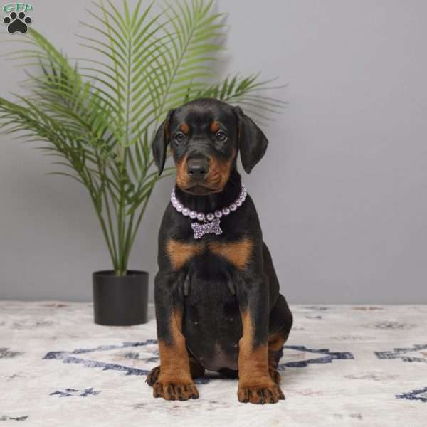 Bella, Doberman Pinscher Puppy